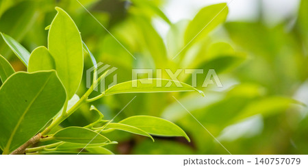 Natural plant green leaf in garden with bokeh background Natural plant green leaf in garden with bokeh background 140757079