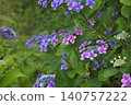 hydrangea   140757222