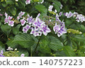 hydrangea   140757223