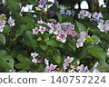 hydrangea   140757224