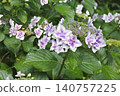 hydrangea   140757225