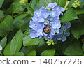 Snails on hydrangea flowers 140757226