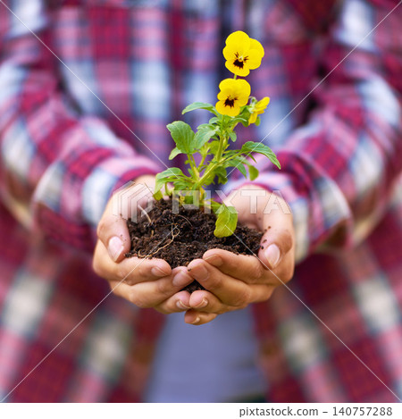 Person, hands and soil with flower in nature for agriculture, growth or nurture of plant or sprout. Closeup of farmer or harvester with natural stem, bloom or yellow petals of seed in outdoor garden Person, hands and soil with flower in nature for agriculture, growth or nurture of plant or sprout. Closeup of farmer or harvester with natural stem, bloom or yellow petals of seed in outdoor garden 140757288