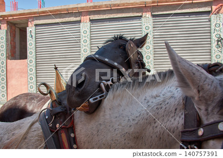 Close-up of a black horse leaning on a white horse pulling a horse in the medina of Marrakech, Morocco. Close-up of a black horse leaning on a white horse pulling a horse in the medina of Marrakech, Morocco. 140757391