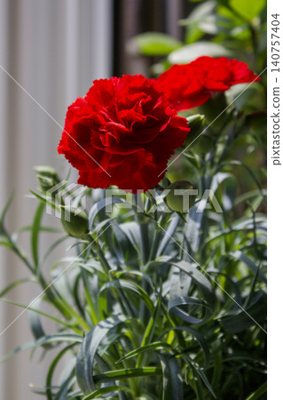 It is a red carnation flowerpot. It is a red carnation flowerpot. 140757404