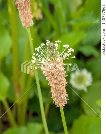 野生植物:車前草 野生植物:車前草 140757668