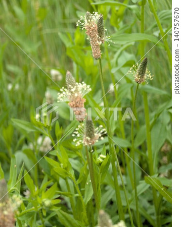 野生植物:車前草 野生植物:車前草 140757670