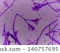 用龍膽紫染色的青黴菌。 140757695