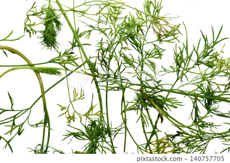 Green dill leaves. Green dill leaves. 140757705