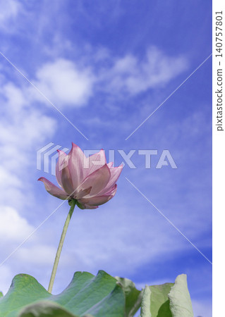 Pink lotus flowers blooming against a backdrop of blue sky and white clouds (vertical composition) Pink lotus flowers blooming against a backdrop of blue sky and white clouds (vertical composition) 140757801