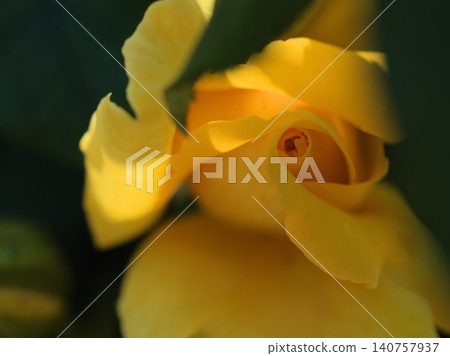 The yellow rose 'Duftgold' bloomed beautifully in May. The yellow rose 'Duftgold' bloomed beautifully in May. 140757937