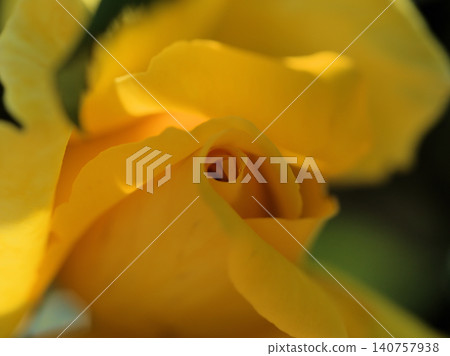 The yellow rose 'Duftgold' bloomed beautifully in May. The yellow rose 'Duftgold' bloomed beautifully in May. 140757938