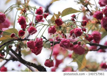 Pink prunus serrulata blossoms and buds on branches in spring garden Pink prunus serrulata blossoms and buds on branches in spring garden 140757961