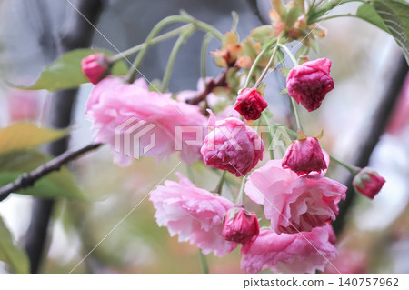 Pink prunus serrulata cherry blossom buds on branch in spring garden Pink prunus serrulata cherry blossom buds on branch in spring garden 140757962