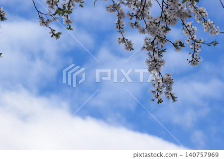 White prunus cerasifera blossoms on branches against blue sky with clouds White prunus cerasifera blossoms on branches against blue sky with clouds 140757969