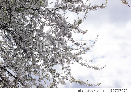 White prunus cerasifera blossoms on tree branches against cloudy spring sky White prunus cerasifera blossoms on tree branches against cloudy spring sky 140757971