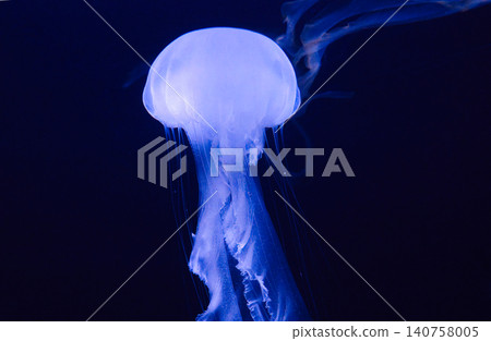 A jellyfish with graceful tentacles like the hem of a silk dress. A jellyfish with graceful tentacles like the hem of a silk dress. 140758005