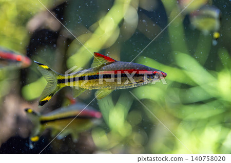 The Redline Torpedo Bulb, with its beautiful contrast of vibrant red and black, was photographed at Kawasui Aquarium. The Redline Torpedo Bulb, with its beautiful contrast of vibrant red and black, was photographed at Kawasui Aquarium. 140758020