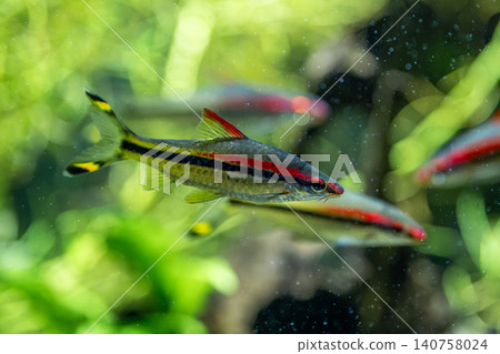 The Redline Torpedo Bulb, with its beautiful contrast of vibrant red and black, was photographed at Kawasui Aquarium. The Redline Torpedo Bulb, with its beautiful contrast of vibrant red and black, was photographed at Kawasui Aquarium. 140758024