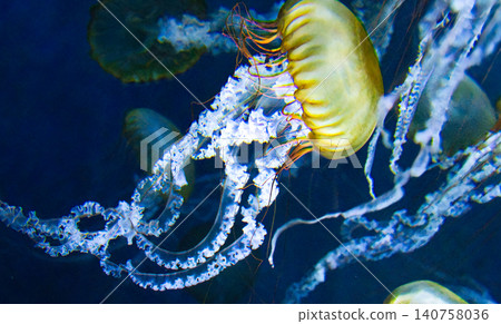 Jellyfish swimming gracefully in the ocean Jellyfish swimming gracefully in the ocean 140758036