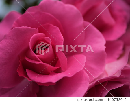 The red rose "Urara" bloomed beautifully on a sunny May day. The red rose "Urara" bloomed beautifully on a sunny May day. 140758041