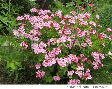 一朵紫色花是花籃球花 一朵紫色花是花籃球花 140758050