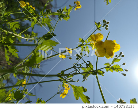 It is an evening primrose blooming in the grass. It is an evening primrose blooming in the grass. 140758135