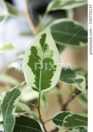 Close-up of patterned benjamin leaves 140758137