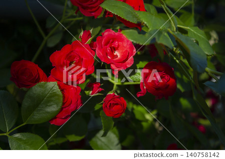 It is a fully bloomed rose. It is a fully bloomed rose. 140758142