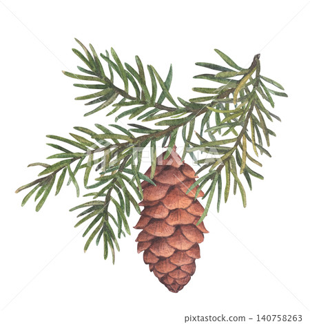 Fluffy green spruce branch with cone. Brown conifer tree cone on pine or fir twig. Hand-drawn watercolor illustration, isolated on a white background. Ideal for winter, holiday decor, botanical print Fluffy green spruce branch with cone. Brown conifer tree cone on pine or fir twig. Hand-drawn watercolor illustration, isolated on a white background. Ideal for winter, holiday decor, botanical print 140758263