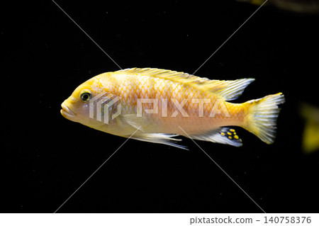 一張色彩鮮豔的金色斑馬交疊的美麗照片——拍攝於川水水族館。 140758376