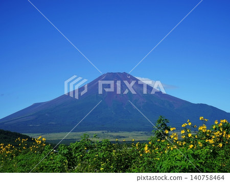 富士山和金盞花在湛藍的夏日天空下格外醒目。八月風景:富士山 568 金盞花 富士山和金盞花在湛藍的夏日天空下格外醒目。八月風景:富士山 568 金盞花 140758464