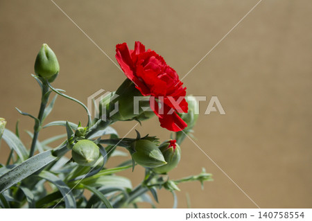 It is a red carnation flowerpot. It is a red carnation flowerpot. 140758554