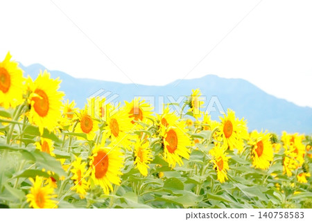 夏日繁花、山脈和向日葵田交相輝映的美景。 夏日繁花、山脈和向日葵田交相輝映的美景。 140758583