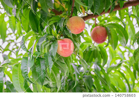 Peach fruit, fruit, harvest 140758603