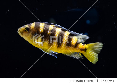 A chameleon cichlid with vibrant colors and beautiful stripes - photographed at Kawasui Aquarium. A chameleon cichlid with vibrant colors and beautiful stripes - photographed at Kawasui Aquarium. 140758763