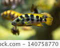 A chameleon cichlid with vibrant colors and beautiful stripes - photographed at Kawasui Aquarium. 140758770