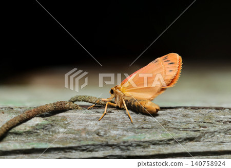 A small, cute, orange-colored adult of the red-edged lichen moth (Macro photography of insect ecology in the Japanese outdoor field) A small, cute, orange-colored adult of the red-edged lichen moth (Macro photography of insect ecology in the Japanese outdoor field) 140758924
