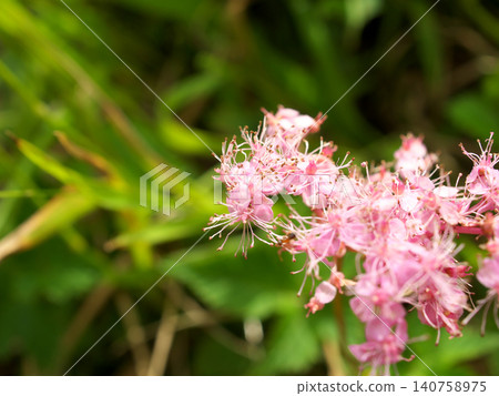 粉紅色的 Filipendula multijuga 粉紅色的 Filipendula multijuga 140758975