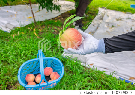 Peach Harvest Peach Harvest 140759060