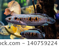 Ocellated snakehead, characterized by its vibrant eye-like pattern - photographed at Kawasui Aquarium. 140759224