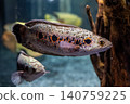 Ocellated snakehead, characterized by its vibrant eye-like pattern - photographed at Kawasui Aquarium. 140759225