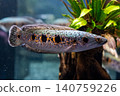 Ocellated snakehead, characterized by its vibrant eye-like pattern - photographed at Kawasui Aquarium. 140759226
