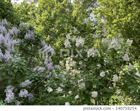 Lilac bushes blooming in lush green garden with ample natural light and vibrant foliage Lilac bushes blooming in lush green garden with ample natural light and vibrant foliage 140759254