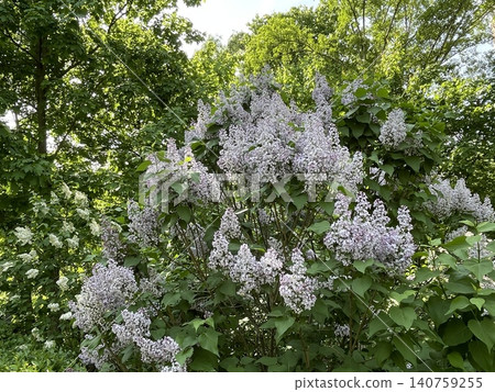 Lilac bush blooming in lush green park under bright sunlight, perfect for a nature-themed background 140759255