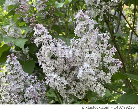 Lilac blossoms in full bloom on leafy branches outdoors, ideal for spring background Lilac blossoms in full bloom on leafy branches outdoors, ideal for spring background 140759256
