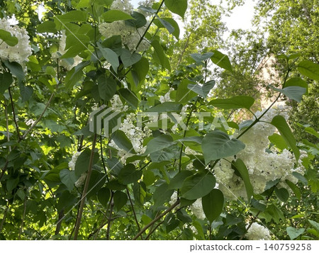 Clusters of white hydrangea flowers and lush green leaves create a natural, leafy background Clusters of white hydrangea flowers and lush green leaves create a natural, leafy background 140759258