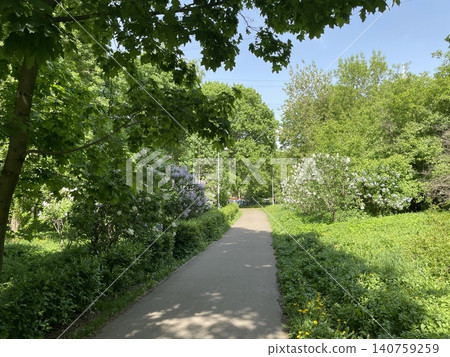 Path through lush green park with flowering bushes on sunny day background Path through lush green park with flowering bushes on sunny day background 140759259