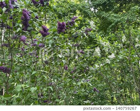 Lilac bushes with vibrant purple and white flowers in lush green garden setting Lilac bushes with vibrant purple and white flowers in lush green garden setting 140759267