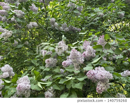 Lilac flowers blooming on lush green shrub with dense foliage, perfect for natural background Lilac flowers blooming on lush green shrub with dense foliage, perfect for natural background 140759268